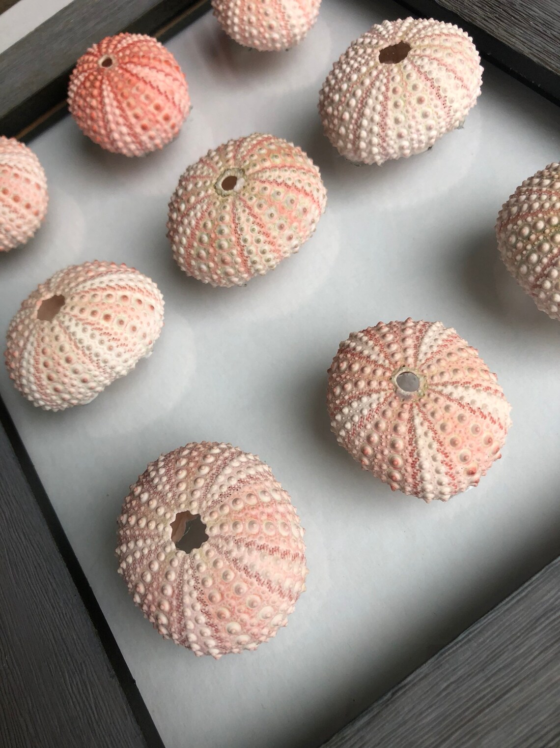 Sea Urchins on Glass. Sea Urchin Art. Urchin Decor. Etsy