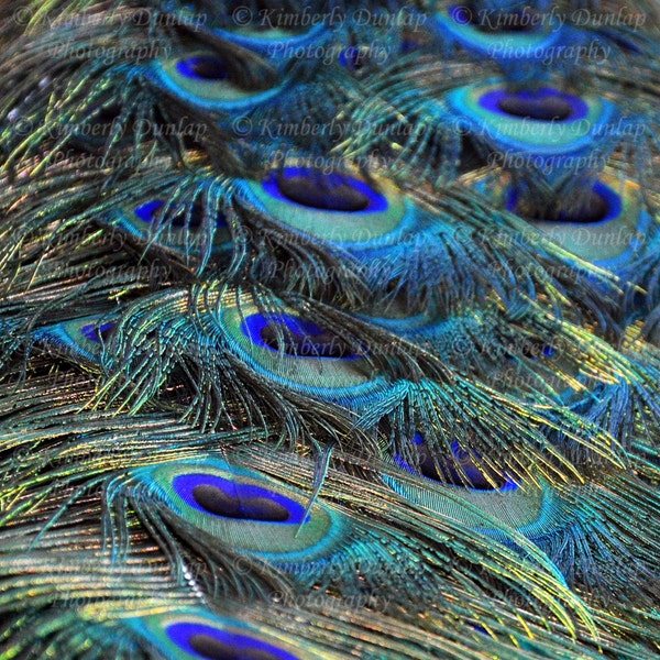 Fine Art Peacock's Tail Photograph {Beautiful Bird Print, Feather Photo, Wildlife Photography, Blue Green Gold Artwork, Large Wall Canvas}