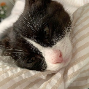 Dale un capricho al gato Juniper