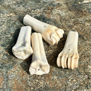 May include: Four off-white animal bones with a weathered appearance. The bones are arranged on a textured gray and brown rock surface. The bones have a natural, organic shape, with visible details.