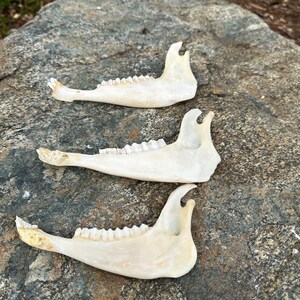 May include: Three off-white animal jawbones are arranged on a gray rock surface. Each jawbone has a series of small teeth and a curved, hook-like projection at one end. The bones are in varying states of preservation.
