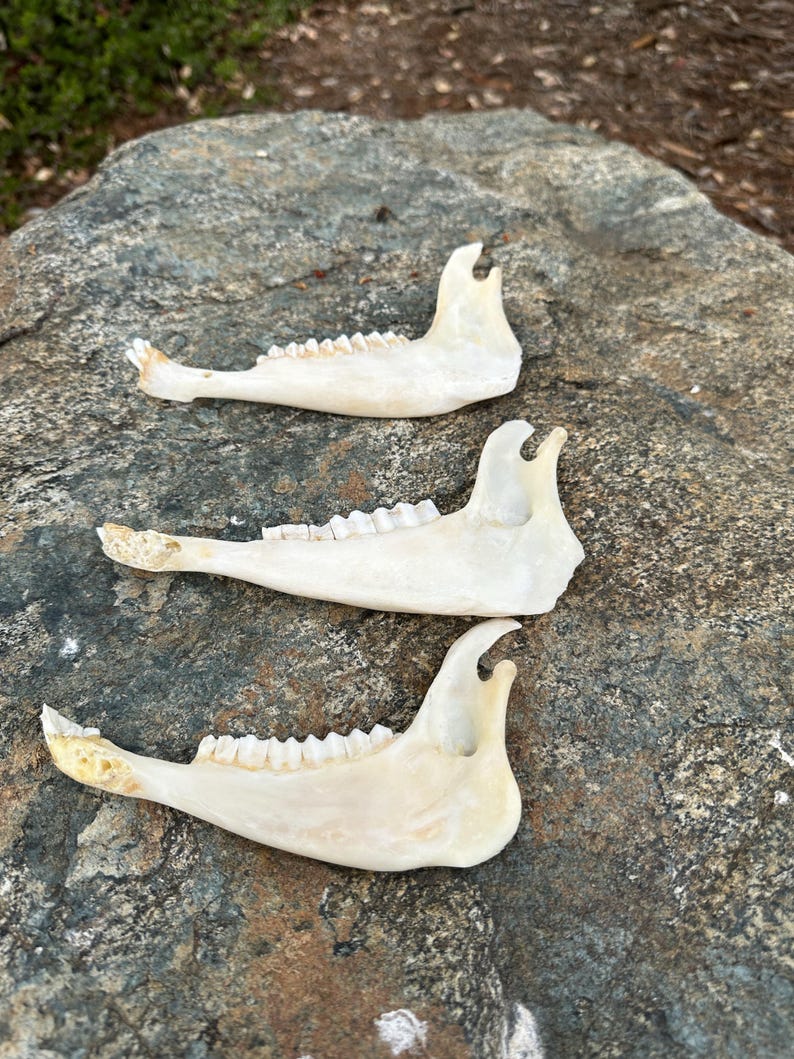 May include: Three off-white animal jawbones are arranged on a gray rock surface. Each jawbone has a series of small teeth and a curved, hook-like projection at one end. The bones are in varying states of preservation.