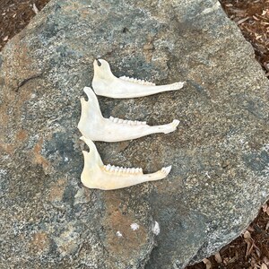 May include: Three off-white animal jawbones with visible teeth are arranged on a large, gray rock. The bones are curved and have a natural, weathered appearance. The background includes dry leaves and a hint of the natural environment.