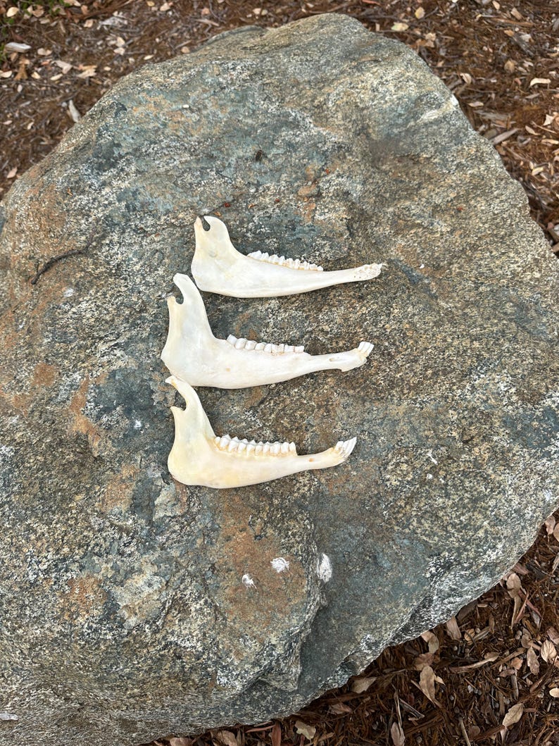 May include: Three off-white animal jawbones with visible teeth are arranged on a large, gray rock. The bones are curved and have a natural, weathered appearance. The background includes dry leaves and a hint of the natural environment.