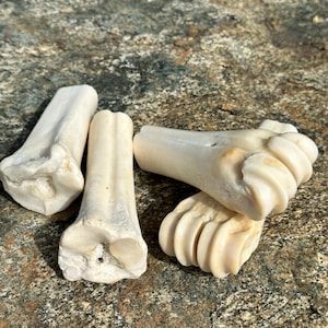 1/2 Cow Leg Bone for Crafting or Decor Grade A image 4