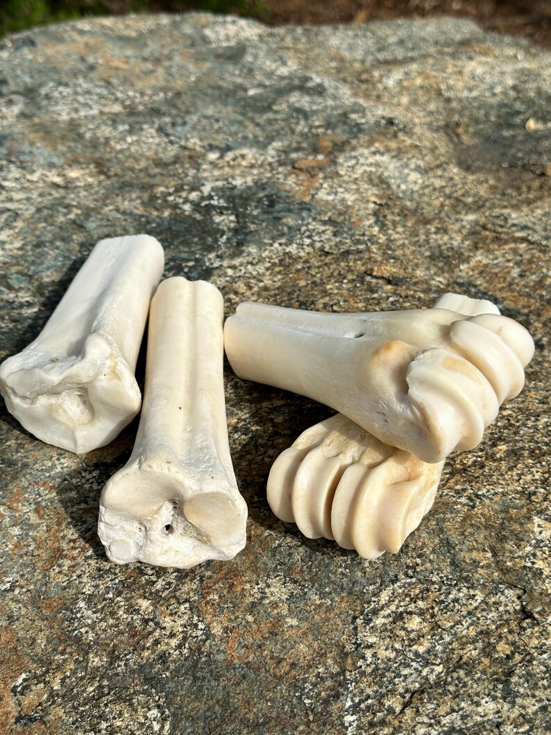 1/2 Cow Leg Bone for Crafting or Decor Grade A image 4