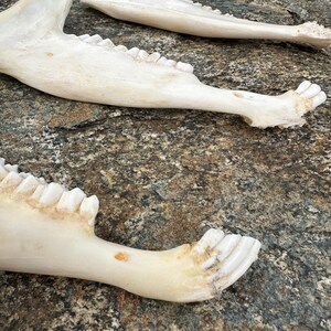 May include: Three off-white animal jawbones with visible teeth are arranged on a gray and brown stone surface. The bones have a natural, weathered appearance, with subtle variations in color and texture. The jawbones are likely from a large mammal.