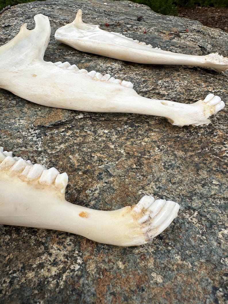 May include: Three off-white animal jawbones with visible teeth are arranged on a gray and brown stone surface. The bones have a natural, weathered appearance, with subtle variations in color and texture. The jawbones are likely from a large mammal.