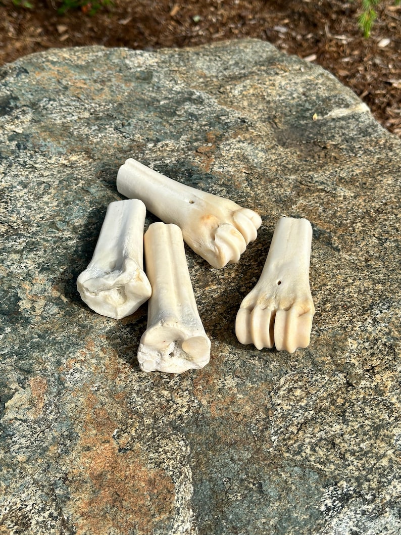 May include: Four off-white animal bones with a weathered appearance. The bones are arranged on a textured gray and brown rock surface. The bones have a natural, organic shape, with visible details.