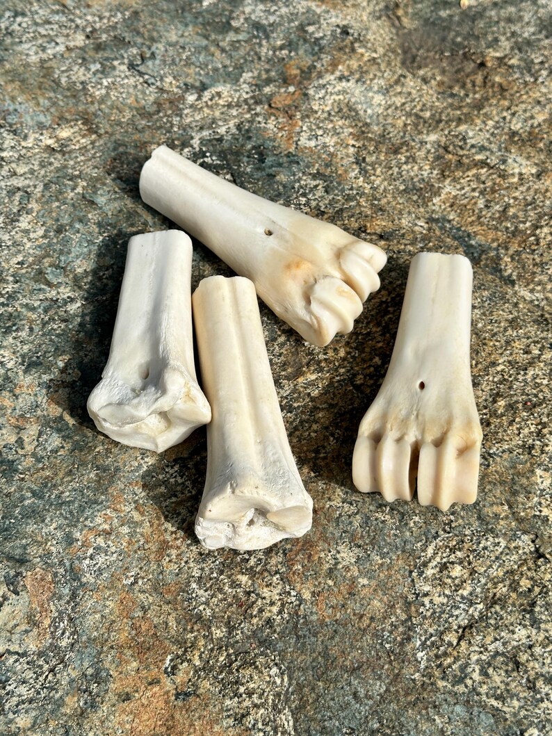 May include: Four off-white animal bones are arranged on a textured, gray and green stone surface. The bones vary in shape, with some appearing to be leg bones and others resembling hooves. The bones have a natural, weathered appearance.