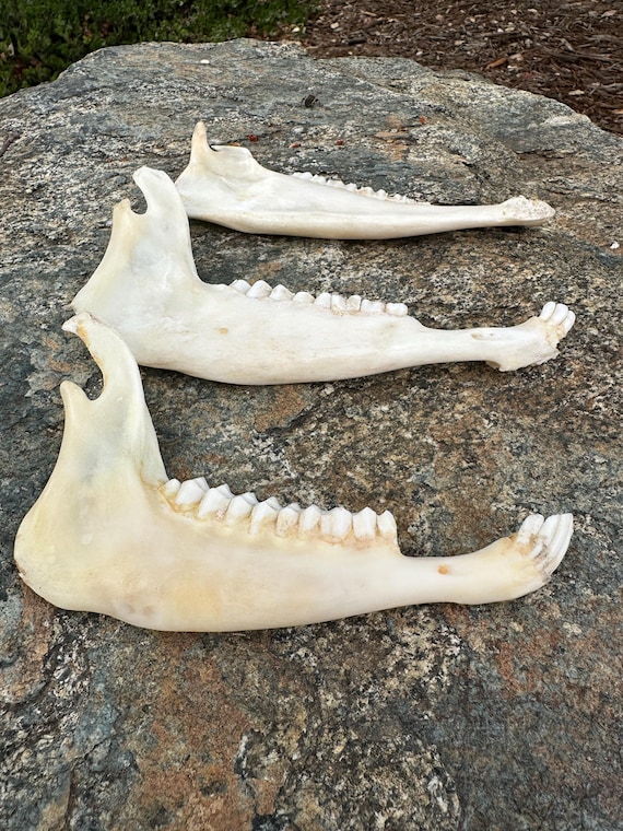 Goat Jawbone for Crafting Grade A