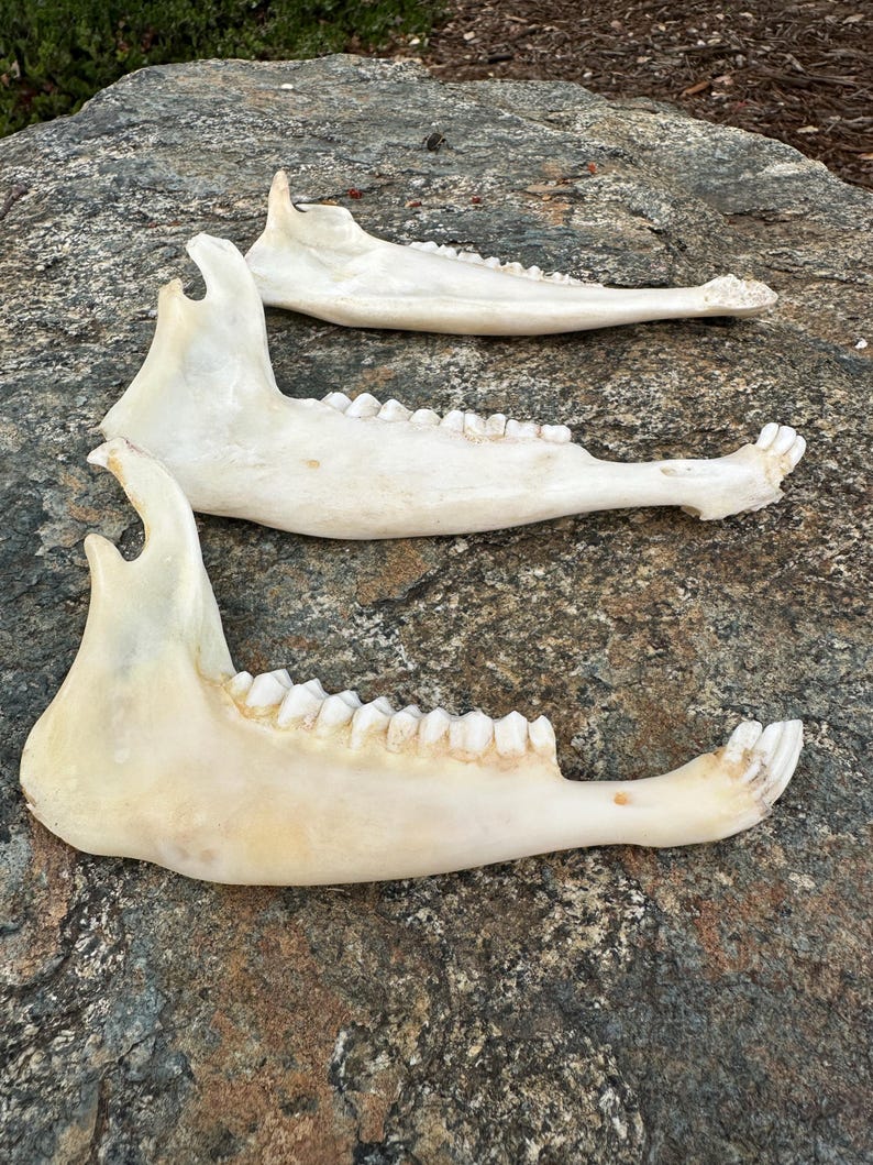 May include: Three off-white animal jawbones with visible teeth are arranged on a gray and brown rock surface. The jawbones are positioned at different angles, showcasing their natural form and texture. The scene is lit with natural light.