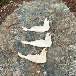 May include: Three off-white animal jawbones with visible teeth are arranged on a large, gray rock. The jawbones are positioned horizontally, with the teeth facing upwards. The background includes foliage and dry leaves.