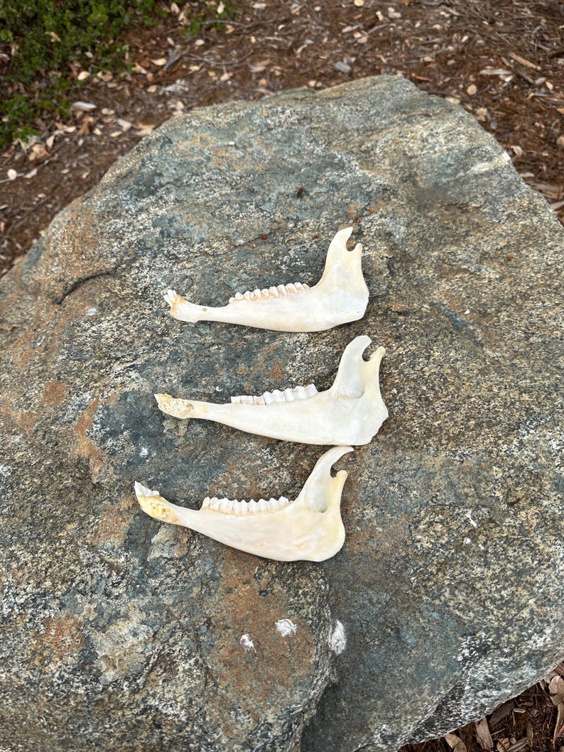 May include: Three off-white animal jawbones with visible teeth are arranged on a large, gray rock. The jawbones are positioned horizontally, with the teeth facing upwards. The background includes foliage and dry leaves.