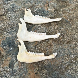 May include: Three off-white animal jawbones with visible teeth are arranged on a gray and brown rock surface. The jawbones are positioned horizontally, with the teeth facing upwards. The bones have a natural, weathered appearance.