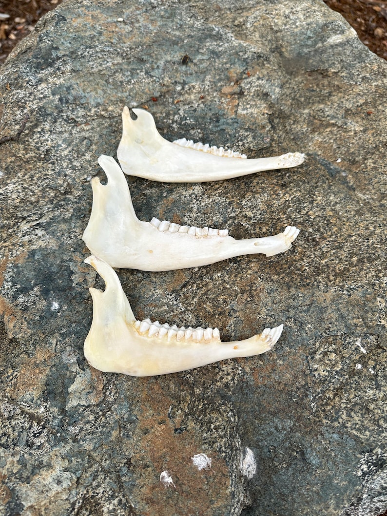 May include: Three off-white animal jawbones with visible teeth are arranged on a gray and brown rock surface. The jawbones are positioned horizontally, with the teeth facing upwards. The bones have a natural, weathered appearance.