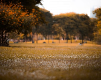 Fondo de otoño, fondo digital para la fotografía, telón de fondo cremoso, fondo de otoño - descarga instantánea