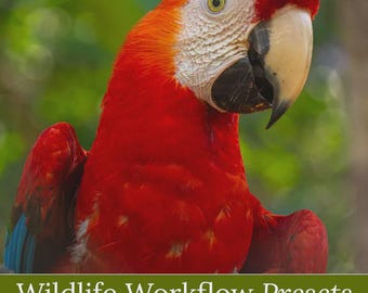 Wildlife Lightroom Presets & Brushes Bundle For Wildlife Photographers