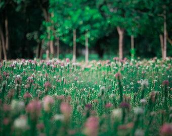 Fondo digital de primavera para la fotografía, telón de fondo de la flor, telón de fondo del verano digital - descarga instantánea