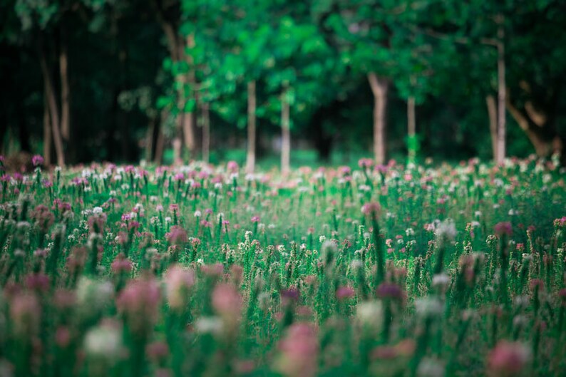 Spring Digital Background for Photography, Flower Backdrop, Digital Summer Backdrop Instant Download image 1