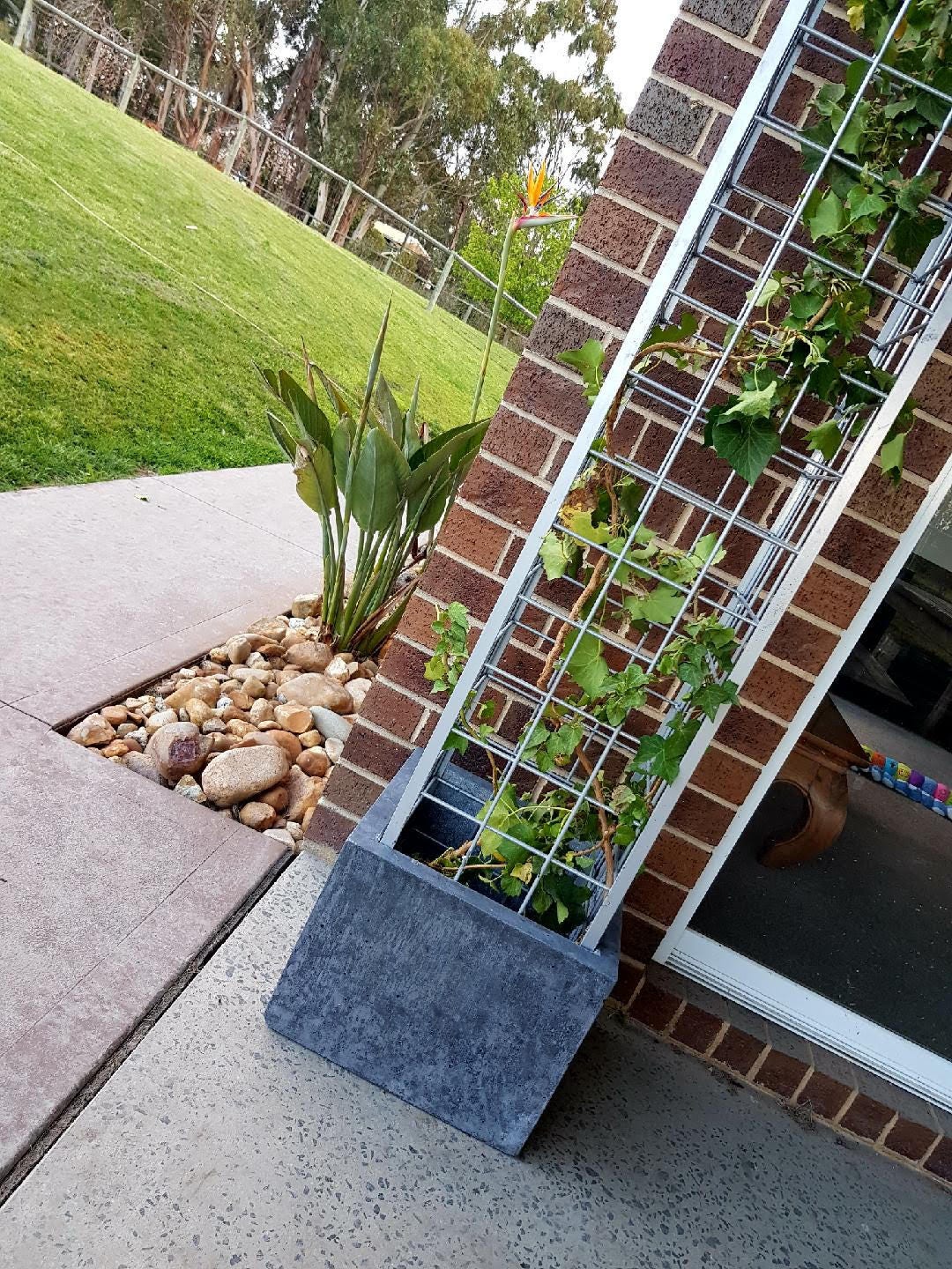 Image of Concrete trellis planter with herbs