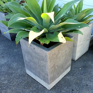 Cubed concrete planter; balcony, entry garden planter box.