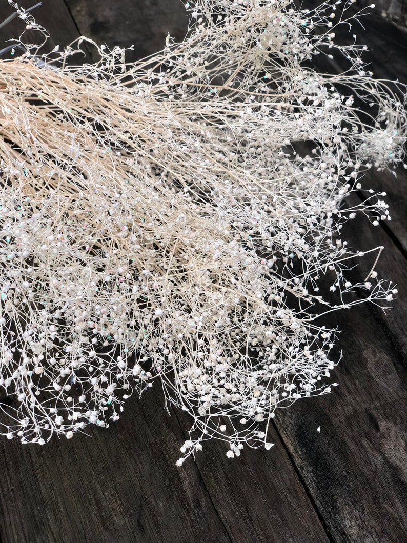 Ivory dried gypsophila bunch Off white dried baby breath with sparkle