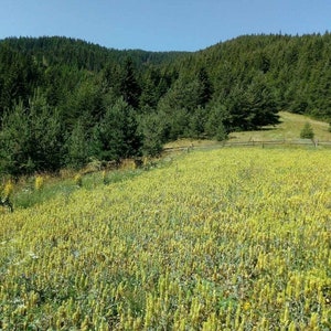 Bulgarian Mountain Tea Sideritis scardica Mursalski Tea from the Rhodope Mountains image 4