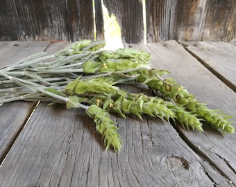 Bulgarischer Bergtee  Sideritis scardica - Mursalski Tee aus den Rhopoden