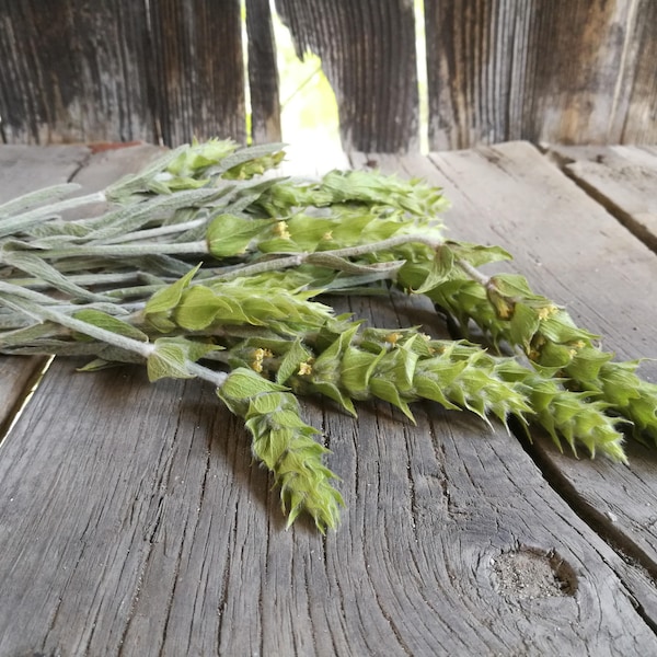 Bulgarischer Bergtee  Sideritis scardica - Mursalski Tee aus den Rhopoden