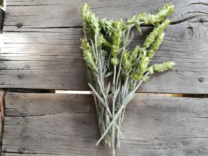 Bulgarian Mountain Tea Sideritis scardica Mursalski Tea from the Rhodope Mountains image 2