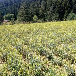 Bulgarian Mountain Tea Sideritis scardica Mursalski Tea from the Rhodope Mountains image 6