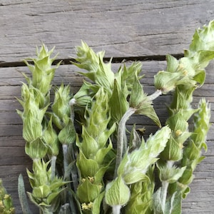 Bulgarian Mountain Tea Sideritis scardica Mursalski Tea from the Rhodope Mountains image 1