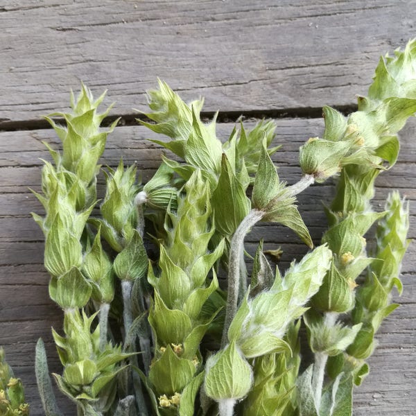 Bulgarischer Bergtee  Sideritis scardica - Mursalski Tee aus den Rhopoden