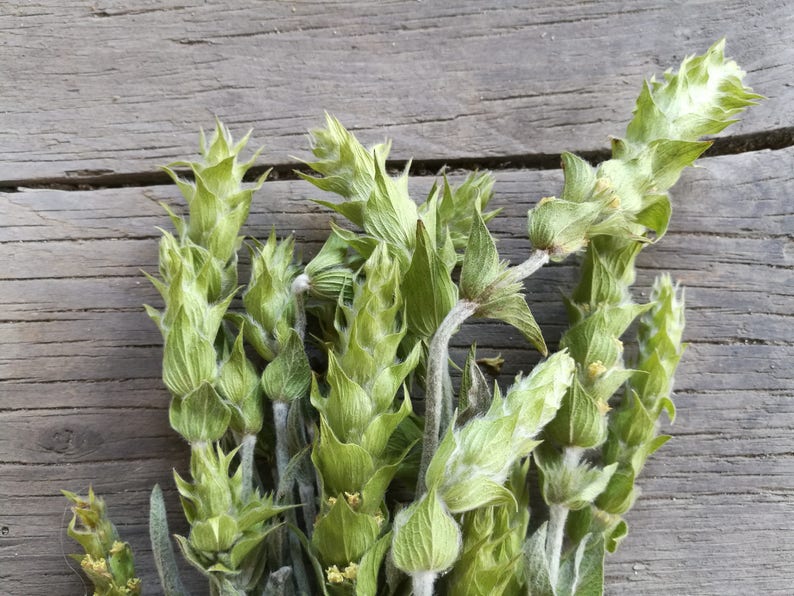 Bulgarian Mountain Tea Sideritis scardica Mursalski Tea from the Rhodope Mountains image 1