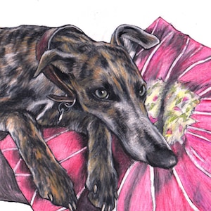 Signed, limited edition giclée print, coloured pencil drawing of Ernie Whippet, by UK Artist Jim Griffiths, Sketch, animal art