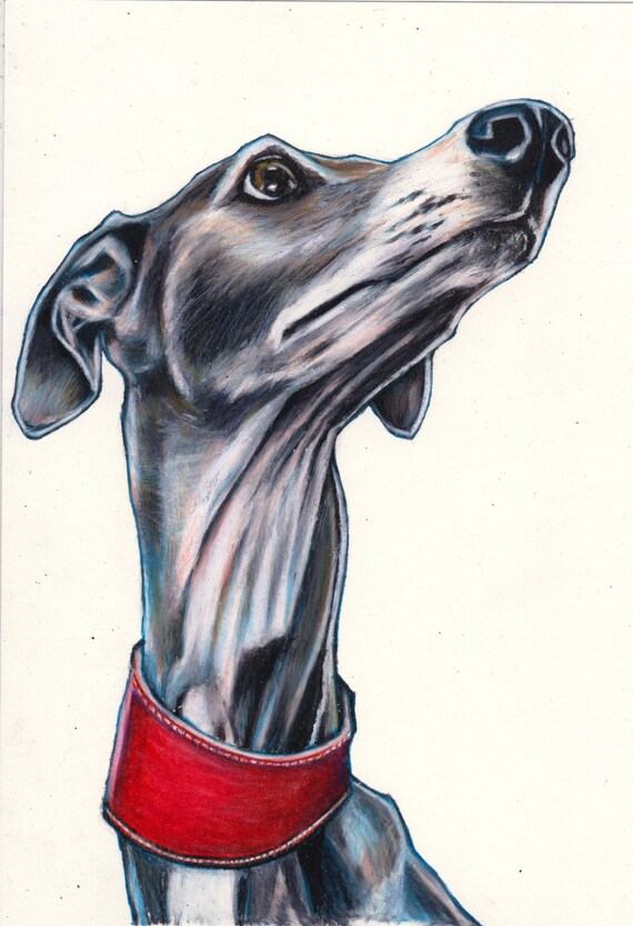 Whippet Print Whippet Art Print From Original Colour Pencil Etsy