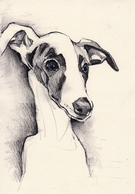 Ołówek Rysunek Montana Whippet Oryginalna Sztuka ściany Whippets Szkic Ołówkiem Rysunek Tonalny Ołówek Sztuki Charty Art Rysunek Greyhound