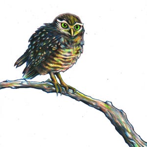 Little owl drawing, signed giclee print, 11.7 x 8.3 inches, Little owls, bird drawing, owls, wildlife art, little owl art, owl wall decor