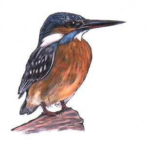 Kingfisher art print, limited edition giclée, from original pencil drawing of a Kingfisher, artist Jim Griffiths, realistic bird art, birds