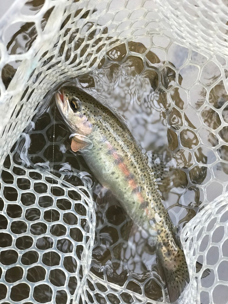 Fly Fishing Egg Fly Assortment Custom Trout & Steelhead Flies Etsy