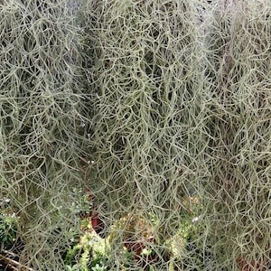 May include: A close-up of a large, hanging plant with long, thin, gray-green strands. The plant is growing in a dense, tangled mass.