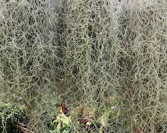 Fresh, Live ~ Air Plants Tillandsia Usneoides Spanish Moss 2-3 ft. piece