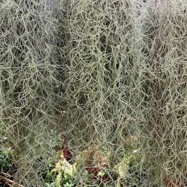 Fresh, Live ~ Air Plants Tillandsia Usneoides Spanish Moss 2-3 ft. piece