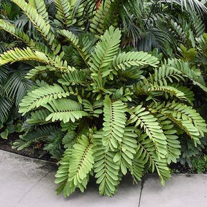alocasia frydek variegata samen Alocasia Frydek Variegata main image 0