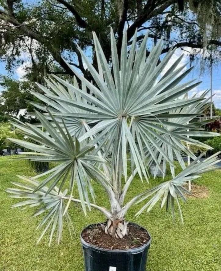 Silver Bismarck Palm - Etsy