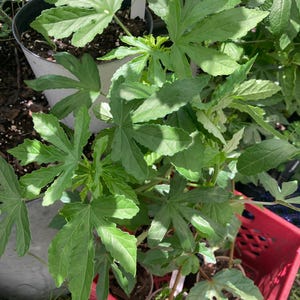 Starter plant. Cannabinus Hibiscus aka Kenaf Hibiscus. Edible Leaf. Maroon flower. Heat tolerant. Full to partial sun.