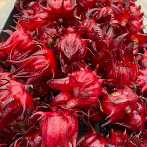 Red Roselle Starter Plant.  Jamaican Sorrel. Florida Ceanberry. Edible Hibiscus