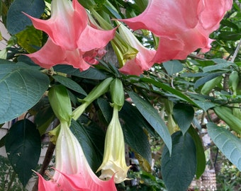 Stunning Pink Angel Trumpet plant. Rooted cutting. Fast grower. Fragrant