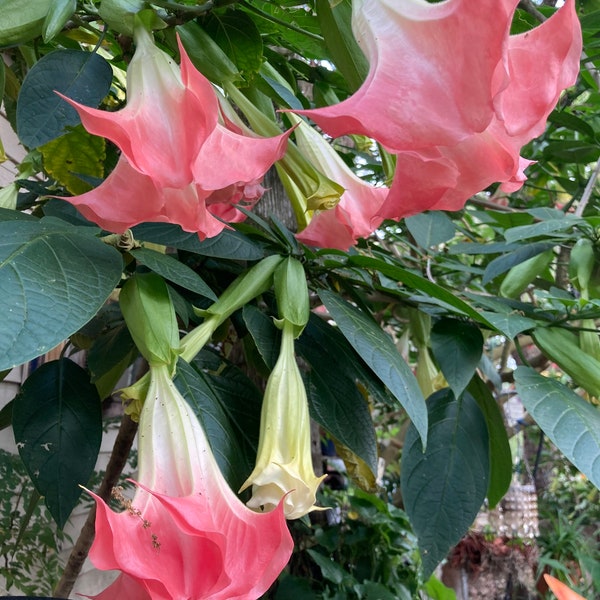 Trumpet Vine Live Plant Etsy